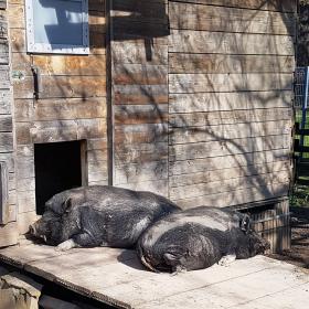 Die beiden haben in der Sonne schnarchend den Tierarztbesuch  verpasst und nichts mitbekommen.